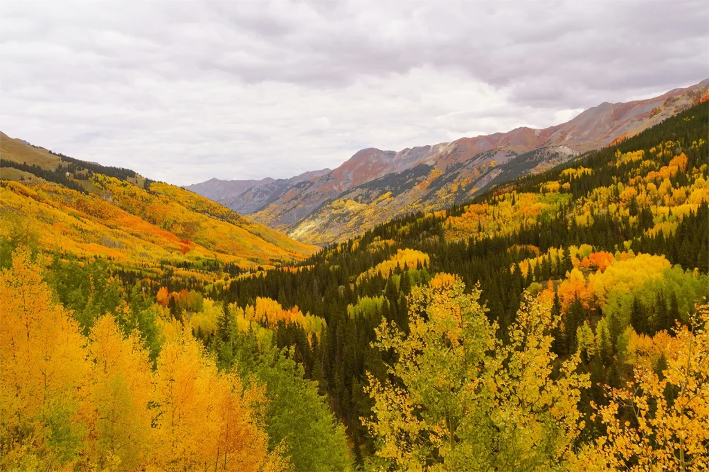 Aspen trees on Colorado Mountain Range
